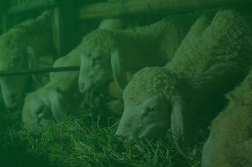Several sheep eat hay in a barn stall, facing the feeding trough.