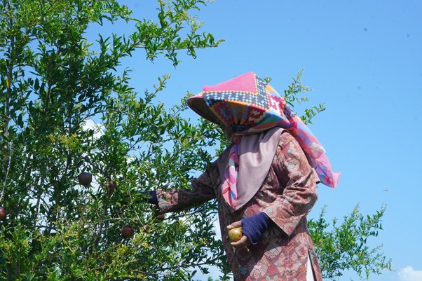 iduladha di rumah bu zahroh 2 dompet dhuafa Person harvesting fruit from a tree in a sunlit orchard, wearing a colorful headscarf and patterned clothing on a blue sky day.