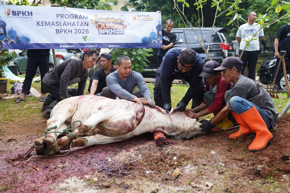 kurban bpkh 1 dompet dhuafa Group of men preparing a cow for slaughter at a community charity event under a banner reading BPKH 2026.