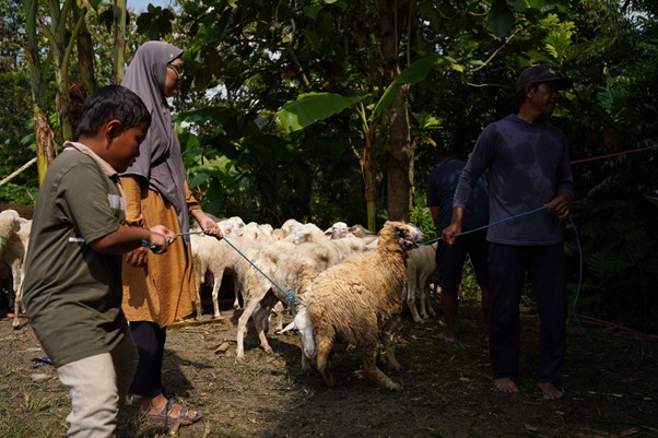 Family shepherds guiding a flock of sheep with ropes in a yard surrounded by trees outdoors.
