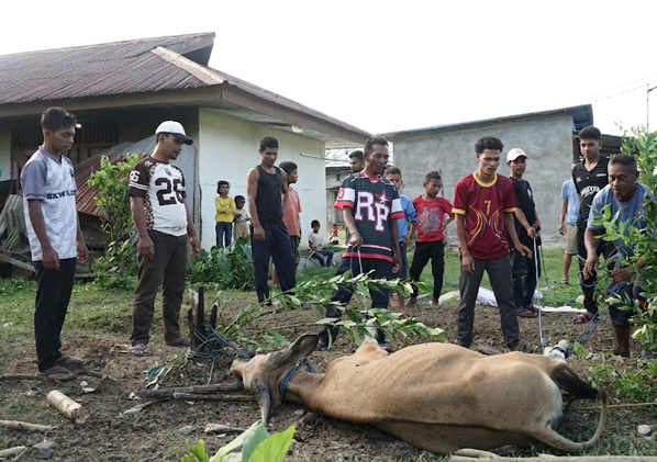 kurban hmns di maluku 3 dompet dhuafa Local residents gather around a lifeless cow lying on the dirt in a rural village yard.