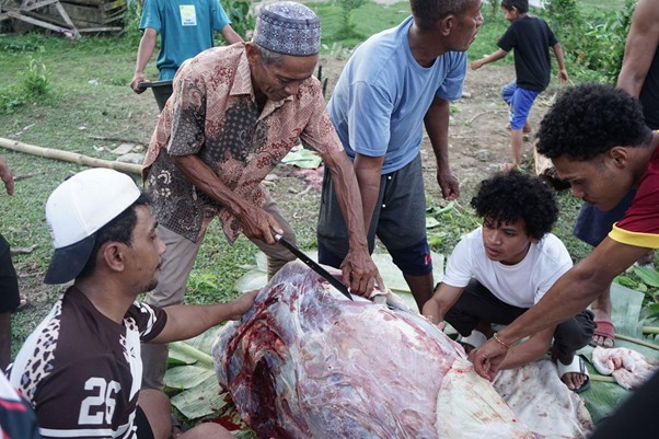 kurban hmns di maluku 4 dompet dhuafa Group of men butcher a large animal on a tarp outdoors, with one man guiding a long knife while others observe and assist.