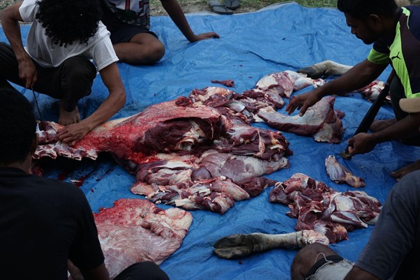 kurban hmns di maluku 6 dompet dhuafa Group of people butchering large animal carcasses laid out on a blue tarp outdoors.