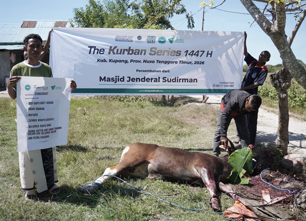 Three men hold a large banner advertising The Kurban Series 1447 H in Kupang, Nusa Tenggara Timur, 2026, while a cow lies on the grass and another man displays a list of recipients nearby.