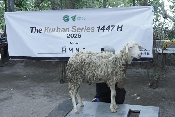 Sheep standing on a platform in front of a banner reading 'The Kurban Series 1447H 2026' with logos.