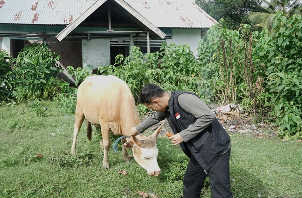 Man feeding a light-brown cow in a grassy yard near a rustic house with green foliage in the background