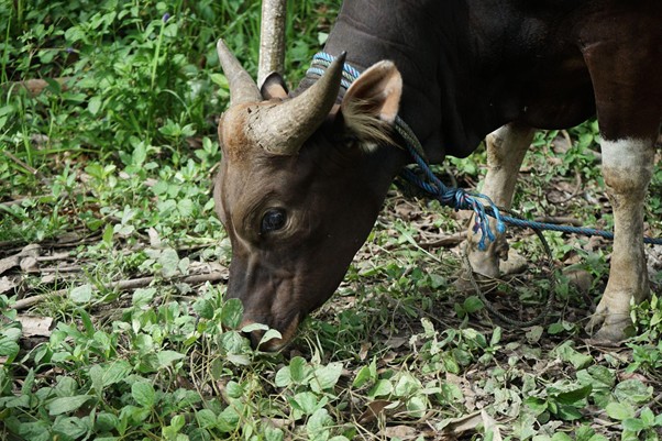 Brown cow with small horns tied by a blue rope graze-feeding on leafy ground in a green, leafy area