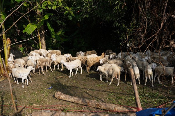 kurbanroisojk2 dompet dhuafa A flock of sheep gathered in a dusty yard inside a makeshift enclosure, with logs in the foreground and dense greenery at the back.