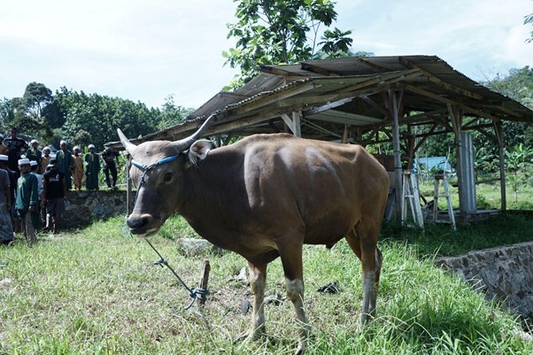 kurbantokopedia3 dompet dhuafa Brown buffalo tethered in a grassy yard beside a rustic wooden shelter, with a group of onlookers in the background.