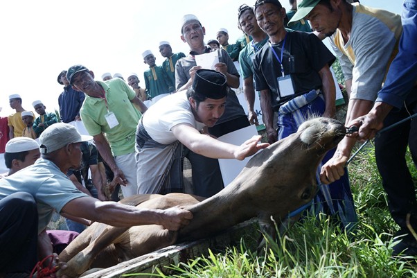 kurbantokopedia4 dompet dhuafa Group of volunteers restraining a camel lying on the grass as one man reaches toward its head.