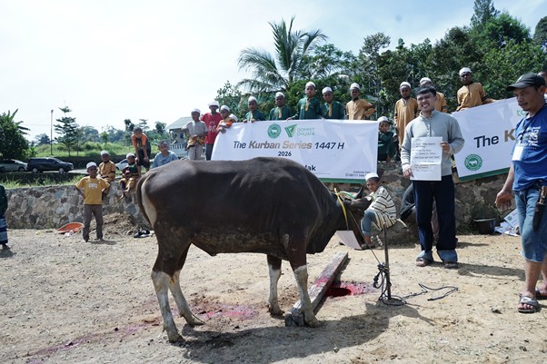 kurban tokopedia 7 dompet dhuafa Sapi kurban atas nama AA Juju menjelang dipotong.