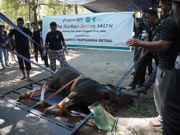 kurbanupzbazma4 dompet dhuafa Cow restrained on a metal frame for sacrifice at a public Eid al-Adha event, with a banner and onlookers in the background.