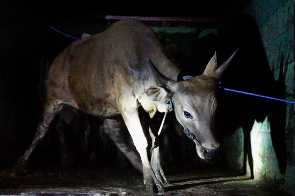 lebarankurbandimaluku2 dompet dhuafa A brown bull with long horns stands in a dark, narrow pen with a rope around its neck.