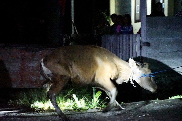lebarankurbandimaluku3 dompet dhuafa Brown cow on a leash being led along a dim street at night, with onlookers watching from a doorway and balcony.