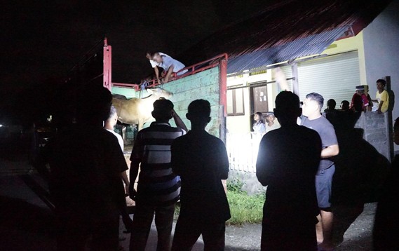 sapikurbanpulauburu2 dompet dhuafa Nighttime scene with a group of people watching as a person on a truck loads an animal into a trailer.