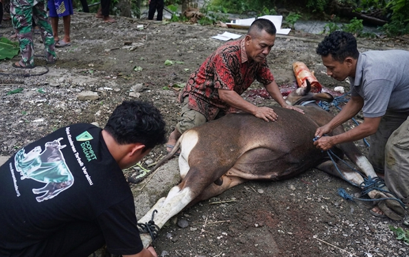 A veterinary team restrains a large brown cow lying on a dirt lot for treatment outdoors.