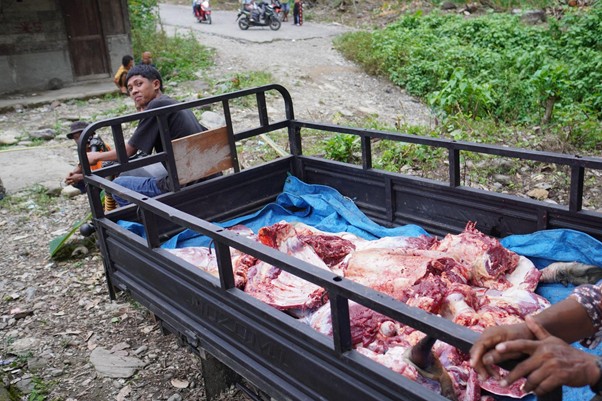 Pickup truck bed loaded with large carcasses covered in a blue tarp, with a man sitting nearby on a rural, rocky road.