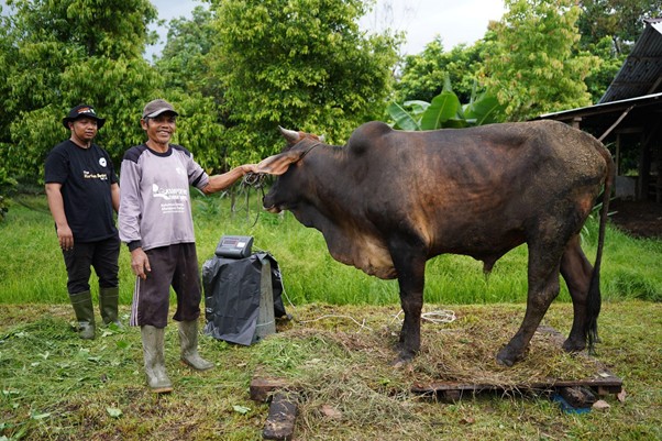 pertumbuhan thk 2026 2 dompet dhuafa Two men stand beside a large buffalo on a wooden platform, as the animal is weighed outdoors in a grassy, rural setting.